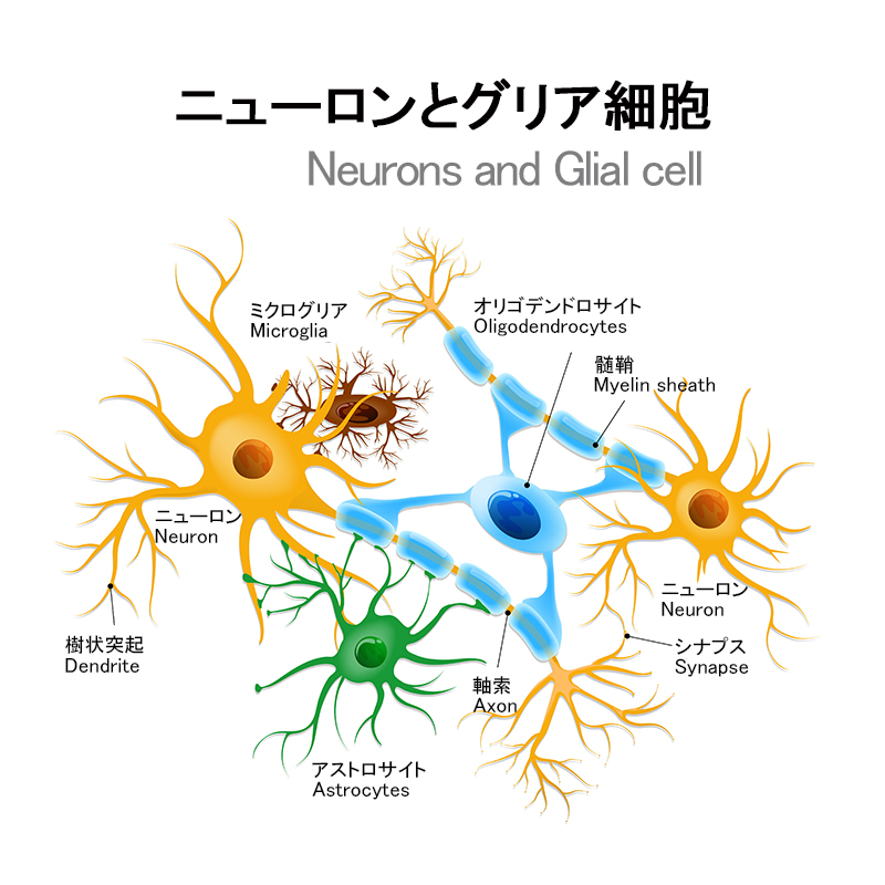 効率良く勉強！仕事をしたいなら！！脳力サプリメント | intelligence